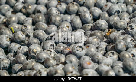 Viele der Heidelbeere Frucht auf der Anzeige. Heidelbeeren sind einer von mehreren Vor allem EURASISCHEN Arten von niedrig wachsende Sträucher in der Gattung Vaccinium Lager Stockfoto