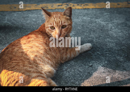 Süße Katze Portrait auf dem Boden zu schlafen. Kätzchen suchen etwas. Katze mit Tiger gestreift Entspannen auf dem Boden Stockfoto