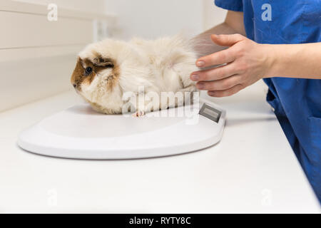 Süße Meerschweinchen in der tierärztlichen Praxis wird durch den Tierarzt untersucht Stockfoto