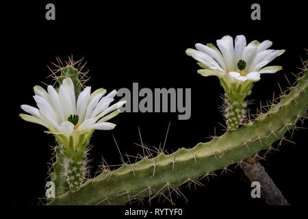 Kaktus Echinocereus pentalophus procumbens albiflora mit Blume isoliert auf Schwarz Stockfoto