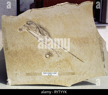 Vorgeschichte, Versteinerung, fossil, Zoologie, Rhamphorhynchus (Pterosaur), Oberer Jura, Eichstaedt, Additional-Rights - Clearance-Info - Not-Available Stockfoto