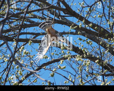 Red geschulterten Falken und Snake Kämpfen zwischen Küste Stockfoto