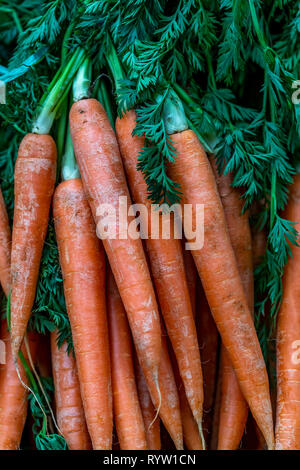 Bio Karotten. Die berühmten Borough Markt, ein Markt mit frischen Lebensmitteln verkaufen alle Arten von Obst, Gemüse, Fisch und Fleisch. London Stockfoto