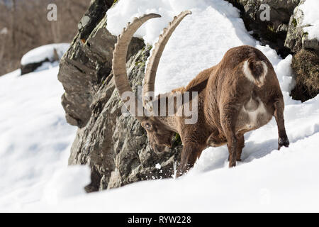 Eine wunderbare Begegnung in den Alpen, Steinböcke (Capra ibex) Stockfoto