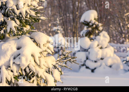 Bäume unter dem Schnee, viel Schnee, Schnee, Bäume bricht Stockfoto