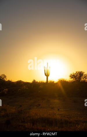 Den Sonnenuntergang über der Wüste unter einem wolkenlosen Himmel mit einem Saguaro Kaktus im Vordergrund. Stockfoto