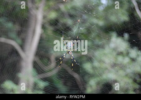 Japanische Joro Spider auf Web Stockfoto