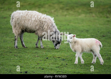 Single Lamm zu Fuß von rechts nach links über ein Feld mit schwarzem Gesicht ewe im Hintergrund Stockfoto