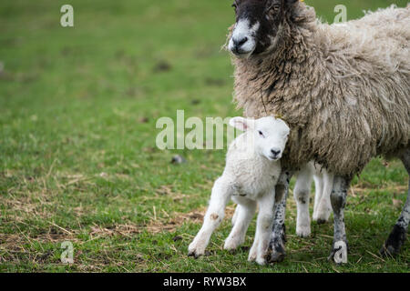 Schwarz konfrontiert Mutterschaf mit Lamm gegen die Brust eingebettet Stockfoto