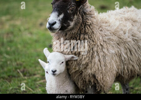 In der Nähe von Schwarzen konfrontiert Mutterschaf mit Lamm gegen die Brust eingebettet Stockfoto