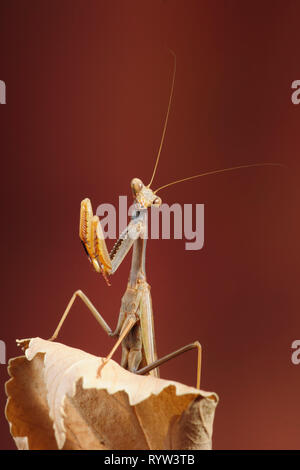 SHUTTERSTOCK: SI ALTER: Stockfoto