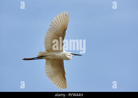 Die Seidenreiher (Egretta garzetta) ist eine Pflanzenart aus der Gattung der pelecaniform Vogel der Ardeidae Familie von Eurasien, Afrika und Ozeanien Stockfoto