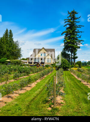 Berry Farm House mit bluebbery Sträucher in Vorder- und Hintergrund des blauen Himmels Stockfoto