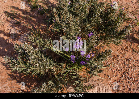 Blooming Blue Iris und gemeinsame Knotgrass in der Wüste von Saudi-Arabien Stockfoto