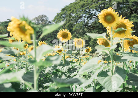 Unter Blühende Sonnenblumen auf der Farm. Sommer in der Landschaft. Stockfoto