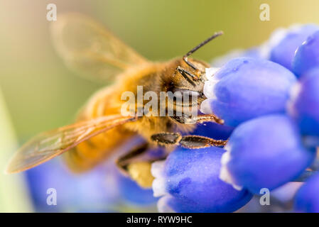Seitenansicht einer Honigbiene, die Pollen auf purpurnem Grape Hyacinth sammelt Stockfoto