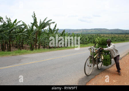 Ein Mann, der Trauben, der frische grüne Kochbananen (Kochbananen) auf seinem Fahrrad am Markt im Westen Ugandas zu verkaufen. Stockfoto