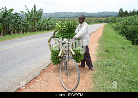 Ein Mann, der Trauben, der frische grüne Kochbananen (Kochbananen) auf seinem Fahrrad am Markt im Westen Ugandas zu verkaufen. Stockfoto