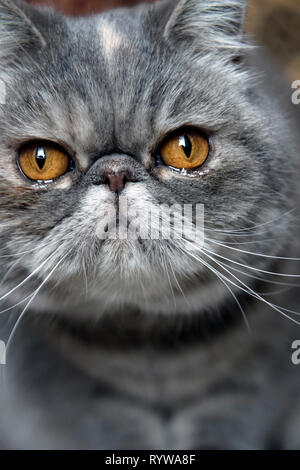 Porträt eines exotischen cat Stockfoto