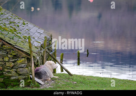 Schafe hütete vom Wind am Ufer des Coniston Water im Lake District Stockfoto