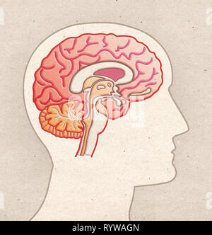 Die menschliche Anatomie Zeichnung - Profil Kopf mit Gehirn Sagittalschnitt Stockfoto