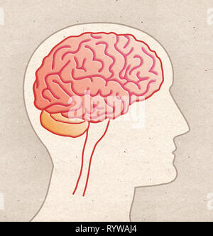 Die menschliche Anatomie Zeichnung - Profil Kopf mit Gehirn Seitenansicht Stockfoto