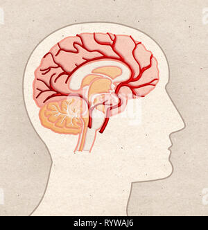 Die menschliche Anatomie Zeichnung - Profil Kopf mit GEHIRN ARTERIEN Stockfoto