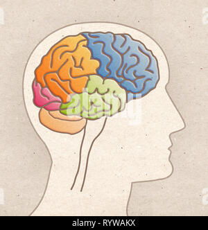 Die menschliche Anatomie Zeichnung - Profil Kopf mit Gehirn Lappen Stockfoto