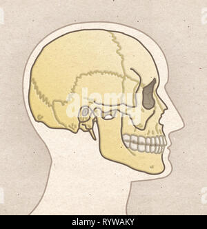 Die menschliche Anatomie Zeichnung - Profil Leitung mit Schädel Stockfoto