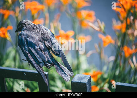 Ein schwarzer Rabe sitzt auf einem schwarzen schmiedeeisernen Zaun vor dem Hintergrund einer verschwommenen orange Blüten. Stockfoto