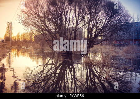 Ein Baum ist in einer Pfütze wider. Frühling Gemälde. Pfützen und Schlamm Stockfoto