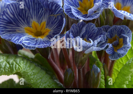 Primula zebra Blau in voller Blüte, Primula vulgaris oder Primula acaulis Zebra blau mit blau gestreiften Blüten Stockfoto