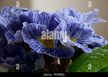 Primula vulgaris oder Primula acaulis Zebra blau mit blau gestreiften Blüten, Primrose zebra Blau im frühen Frühjahr Stockfoto