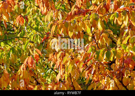 Wilde Kirsche (Prunus Avium), einer beleuchteten Schoß der Blätter als sie Farbe im Herbst ändern. Stockfoto