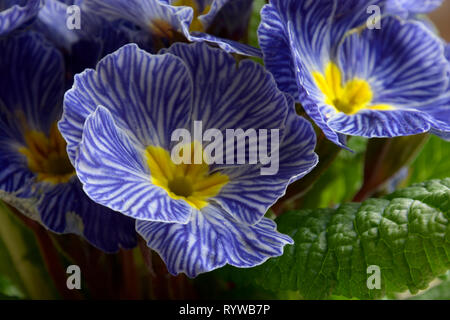 Blau-weiße Primrose zebra Blumen in voller Blüte, Primula vulgaris oder Primula acaulis Zebra blau mit blau gestreiften Blüten Stockfoto