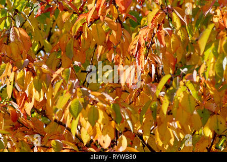 Wilde Kirsche (Prunus Avium), einer beleuchteten Schoß der Blätter als sie Farbe im Herbst ändern. Stockfoto