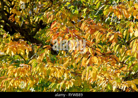 Wilde Kirsche (Prunus Avium), einer beleuchteten Schoß der Blätter als sie Farbe im Herbst ändern. Stockfoto