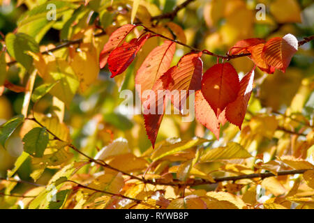 Wilde Kirsche (Prunus Avium), einer beleuchteten Schoß der Blätter als sie Farbe im Herbst ändern. Stockfoto