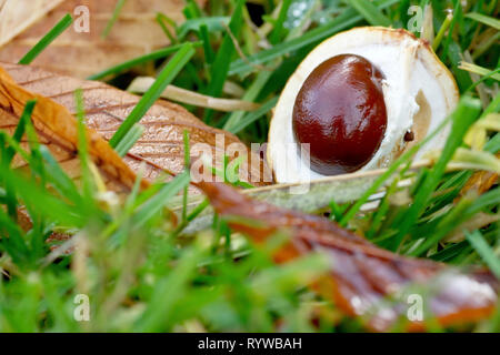Eine Kastanie oder Conker (aesculus hippocastaneum) links unentdeckt auf dem Gras von einem öffentlichen Park. Stockfoto