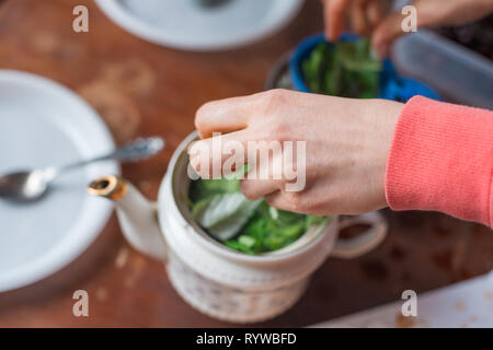 Woman's Hand im Rahmen brüht einen duftenden Sommer Tee aus den Blättern im Garten gesammelt. Selektiver Fokus Makroaufnahme mit flachen DOF Stockfoto