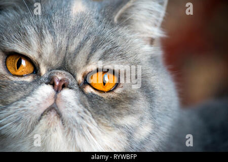 Porträt eines exotischen cat Stockfoto