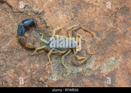 Bicolor Skorpion auf einem Felsen, Orthochirus bicolor, Saswad, Pune, Maharashtra, Indien Stockfoto