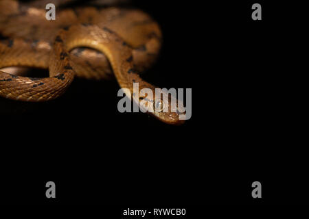 Ceylon Katze Schlange - Boiga ceylonensis auf schwarzem Hintergrund, Satara, Maharashtra, Indien Stockfoto