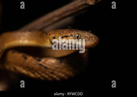 Seite Kopf geschossen von Ceylon Katze Schlange - Boiga ceylonensis, Satara, Maharashtra, Indien Stockfoto