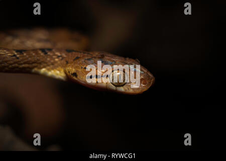 Kopf geschossen von Ceylon Katze Schlange - Boiga ceylonensis, Satara, Maharashtra, Indien Stockfoto