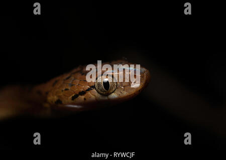 Leiter der Ceylon Katze Schlange - Boiga ceylonensis, Satara, Maharashtra, Indien Stockfoto