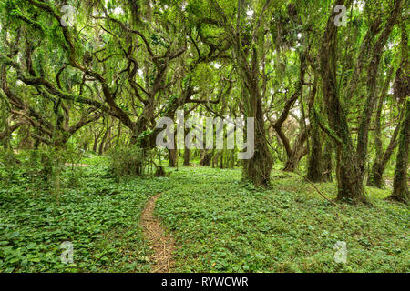 Im Dschungel - ein Wandern Wanderweg schlängelt sich durch einen dichten tropischen Regenwald. Maui, Hawaii, USA. Stockfoto