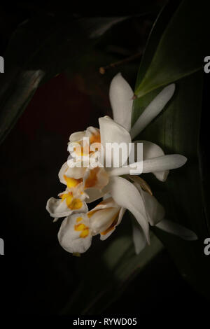 Orchid Flower von Coelogyne nitida, durgapur Dorf, Assam, Indien Stockfoto