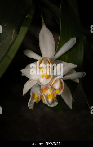 Coelogyne nitida, durgapur Dorf, Assam, Indien Stockfoto