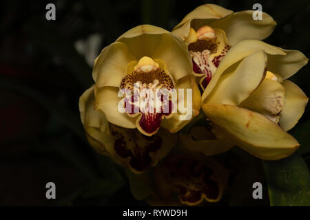 Cymbidium hybride Orchidee, durgapur Dorf, Assam, Indien Stockfoto